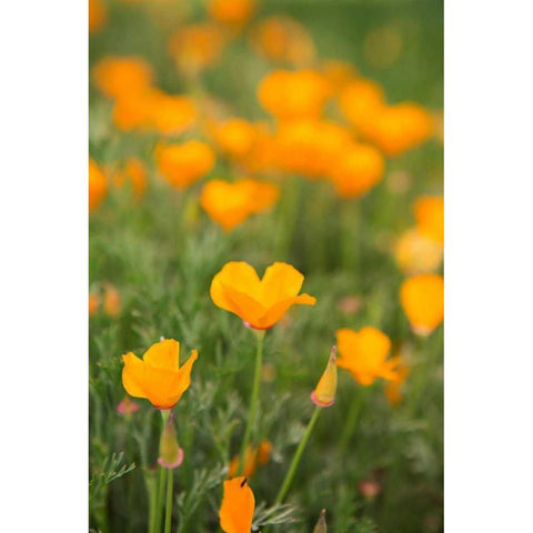 California Poppies Gold Ornate Wood Framed Art Print with Double Matting by Millet, Karyn