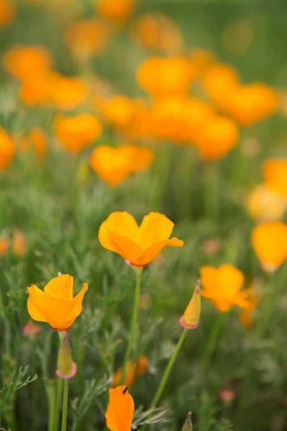 California Poppies White Modern Wood Framed Art Print with Double Matting by Millet, Karyn