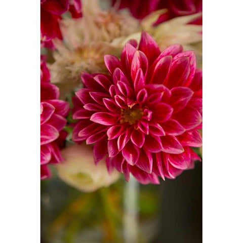 Pink and White Dahlias I Black Modern Wood Framed Art Print with Double Matting by Millet, Karyn