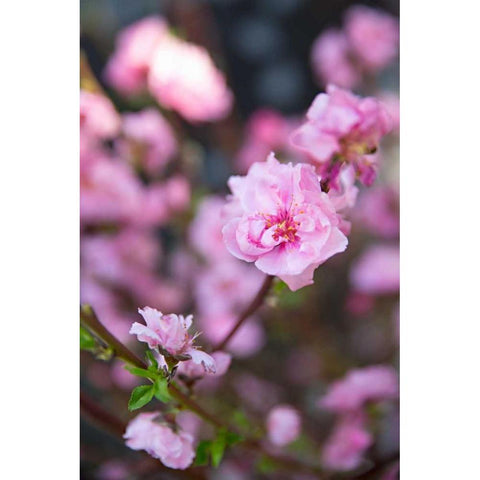 Pink Blossoms I White Modern Wood Framed Art Print by Millet, Karyn