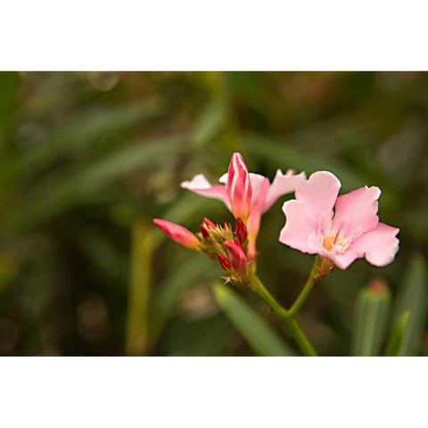 Buds of Pink Black Modern Wood Framed Art Print by Millet, Karyn