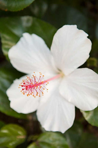 White Hibiscus White Modern Wood Framed Art Print with Double Matting by Millet, Karyn