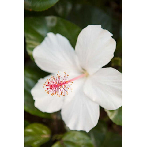 White Hibiscus White Modern Wood Framed Art Print by Millet, Karyn