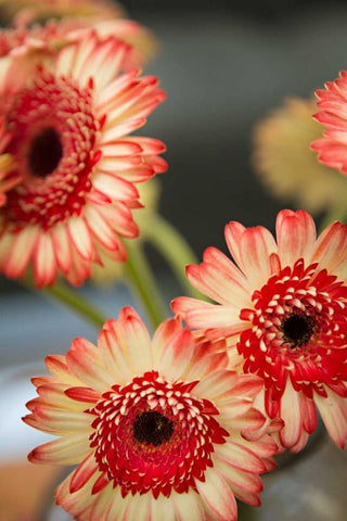 Red and White Daisies I Black Ornate Wood Framed Art Print with Double Matting by Millet, Karyn