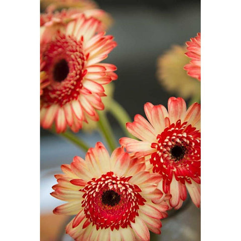 Red and White Daisies I Gold Ornate Wood Framed Art Print with Double Matting by Millet, Karyn