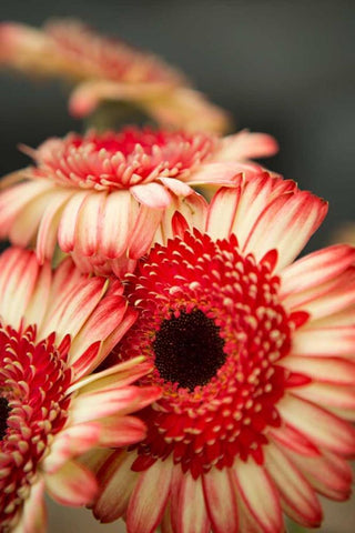 Red and White Daisies II White Modern Wood Framed Art Print with Double Matting by Millet, Karyn