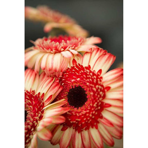 Red and White Daisies II Gold Ornate Wood Framed Art Print with Double Matting by Millet, Karyn