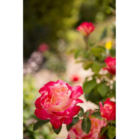 Rose Garden I White Modern Wood Framed Art Print by Millet, Karyn