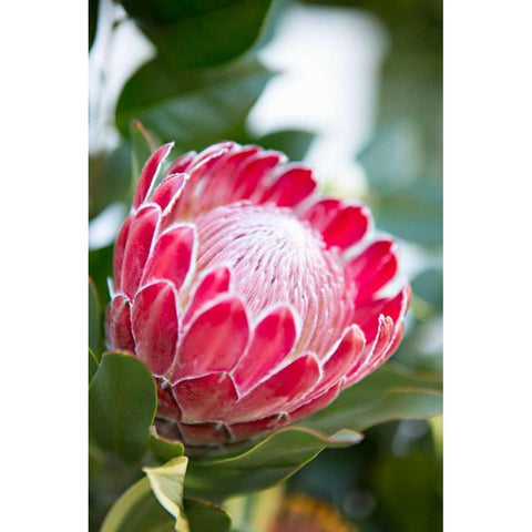 Pink Protea White Modern Wood Framed Art Print by Millet, Karyn