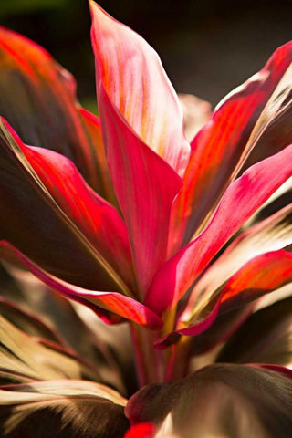 Red Ti Leaves White Modern Wood Framed Art Print with Double Matting by Millet, Karyn
