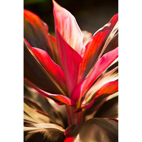 Red Ti Leaves Gold Ornate Wood Framed Art Print with Double Matting by Millet, Karyn
