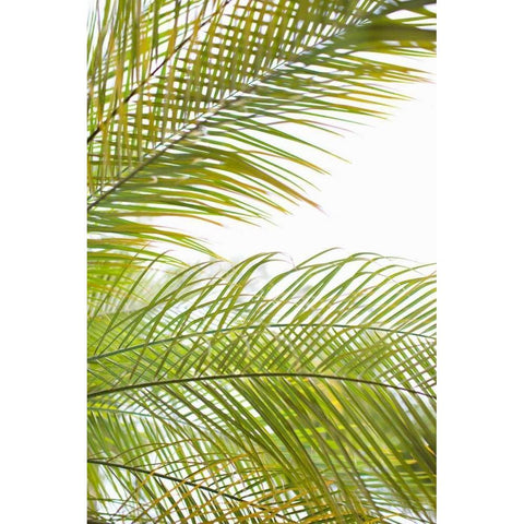 Palms in the Sun I White Modern Wood Framed Art Print by Millet, Karyn