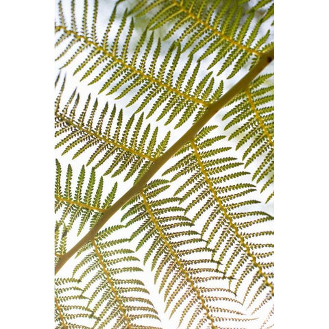 Fern White Modern Wood Framed Art Print by Millet, Karyn