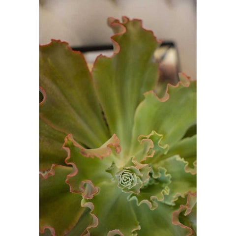 Succulent Garden II Black Modern Wood Framed Art Print with Double Matting by Millet, Karyn