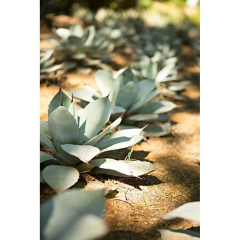 Succulent Garden III White Modern Wood Framed Art Print by Millet, Karyn