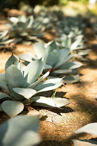 Succulent Garden III White Modern Wood Framed Art Print with Double Matting by Millet, Karyn