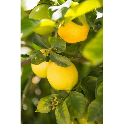 Lemon Grove II White Modern Wood Framed Art Print by Millet, Karyn