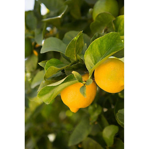 Lemon Grove III White Modern Wood Framed Art Print by Millet, Karyn