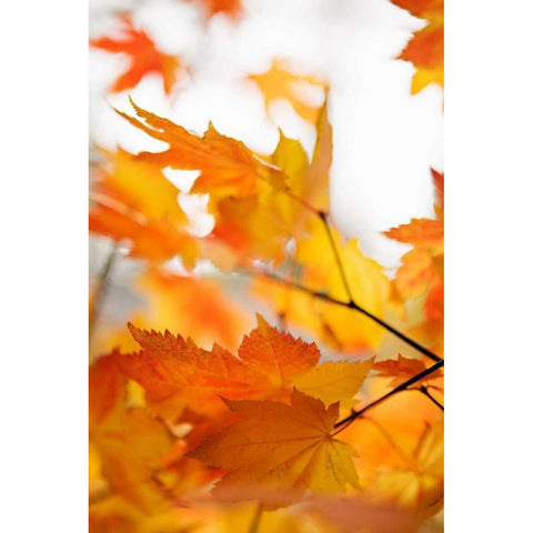 Colors of Fall I White Modern Wood Framed Art Print by Millet, Karyn