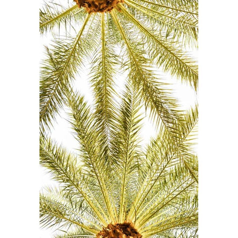 Below the Palms VI Gold Ornate Wood Framed Art Print with Double Matting by Millet, Karyn