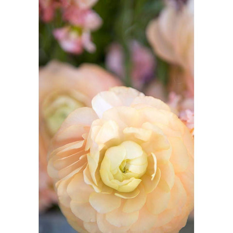 Pastel Peach Floral White Modern Wood Framed Art Print by Millet, Karyn