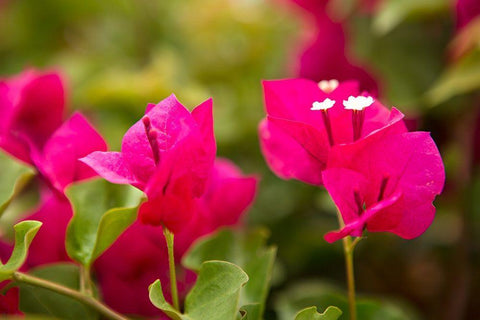 Magenta Bougainvillea I Black Ornate Wood Framed Art Print with Double Matting by Millet, Karyn