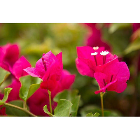 Magenta Bougainvillea I White Modern Wood Framed Art Print by Millet, Karyn