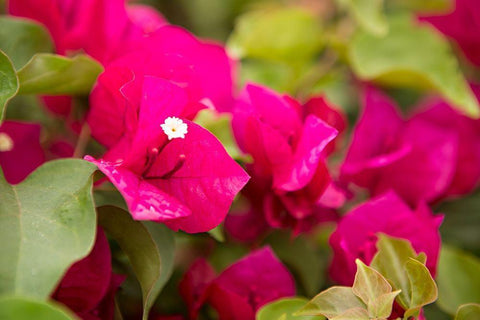 Magenta Bougainvillea II Black Ornate Wood Framed Art Print with Double Matting by Millet, Karyn