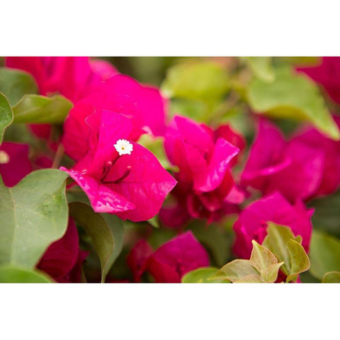 Magenta Bougainvillea II White Modern Wood Framed Art Print by Millet, Karyn