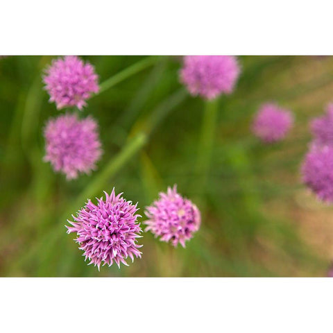 Purple Flower Ball II Black Modern Wood Framed Art Print with Double Matting by Millet, Karyn