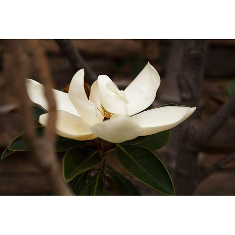 Lone Magnolia Gold Ornate Wood Framed Art Print with Double Matting by Millet, Karyn