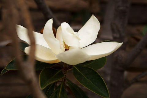 Lone Magnolia White Modern Wood Framed Art Print with Double Matting by Millet, Karyn