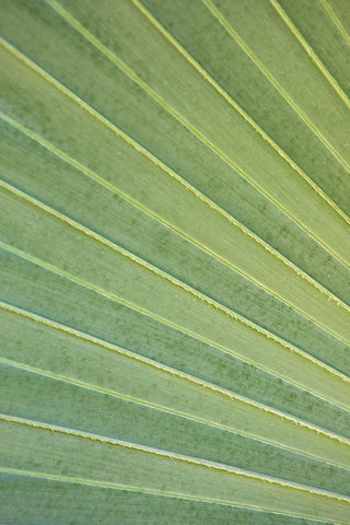 Tropical Leaf Close-Up I Black Ornate Wood Framed Art Print with Double Matting by Millet, Karyn