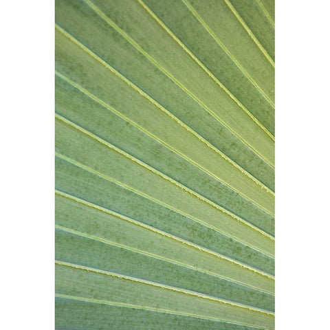 Tropical Leaf Close-Up I White Modern Wood Framed Art Print by Millet, Karyn