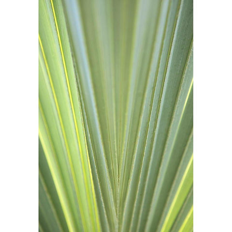 Tropical Leaf Close-Up II White Modern Wood Framed Art Print by Millet, Karyn