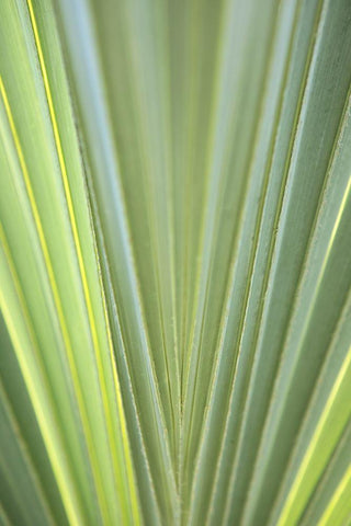 Tropical Leaf Close-Up II White Modern Wood Framed Art Print with Double Matting by Millet, Karyn