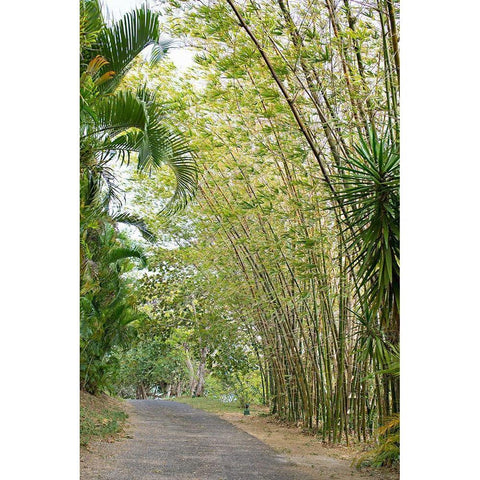 Tropical Path II Black Modern Wood Framed Art Print with Double Matting by Millet, Karyn