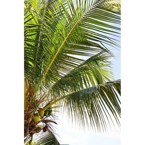 Tropical Coconut Tree Black Modern Wood Framed Art Print with Double Matting by Millet, Karyn