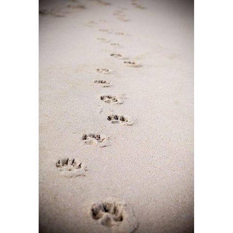 Paw Prints In Sand Gold Ornate Wood Framed Art Print with Double Matting by Millet, Karyn