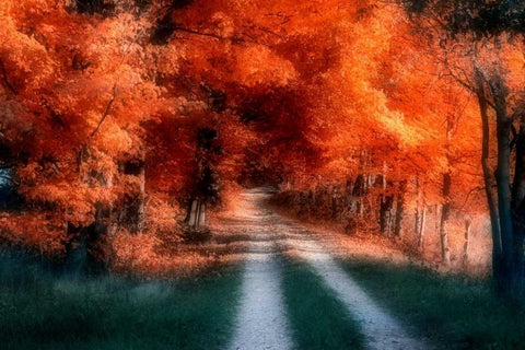 Autumn Lane White Modern Wood Framed Art Print with Double Matting by McNemar, C. Thomas