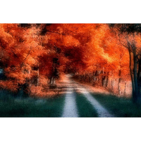 Autumn Lane Black Modern Wood Framed Art Print by McNemar, C. Thomas