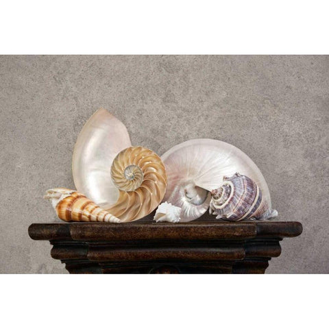 Seashell Still Life I Gold Ornate Wood Framed Art Print with Double Matting by McNemar, C. Thomas