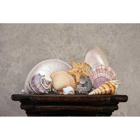 Seashell Still Life II Gold Ornate Wood Framed Art Print with Double Matting by McNemar, C. Thomas
