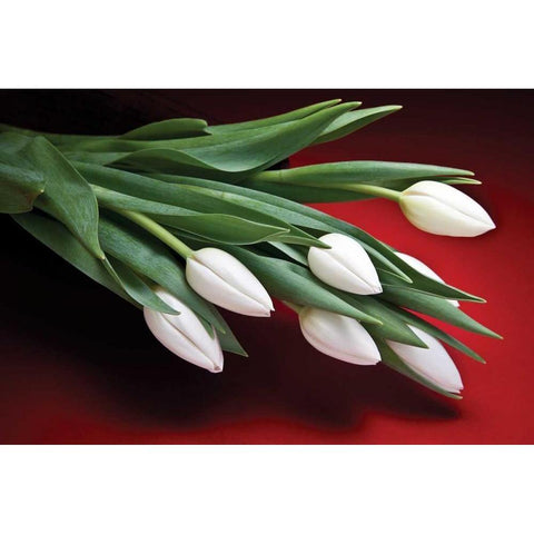 Tulips I White Modern Wood Framed Art Print by McNemar, C. Thomas