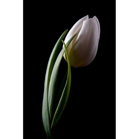 Tulips III White Modern Wood Framed Art Print by McNemar, C. Thomas