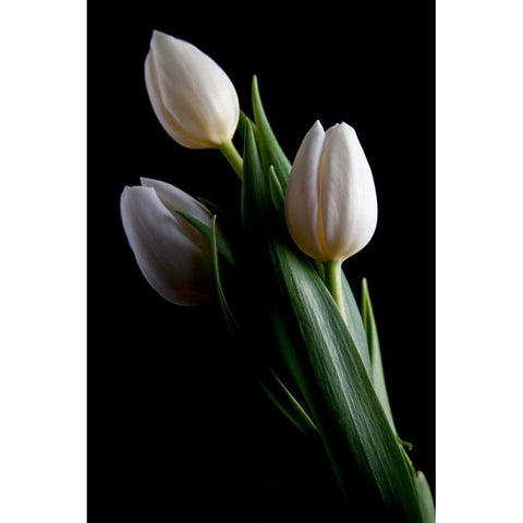 Tulips IV White Modern Wood Framed Art Print by McNemar, C. Thomas