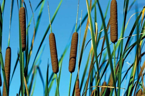 Cattails II White Modern Wood Framed Art Print with Double Matting by McNemar, C. Thomas