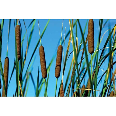 Cattails II Black Modern Wood Framed Art Print with Double Matting by McNemar, C. Thomas