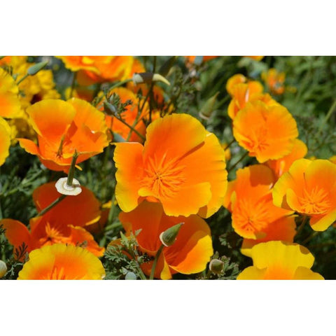 Orange Flowers White Modern Wood Framed Art Print by Moore, Brian