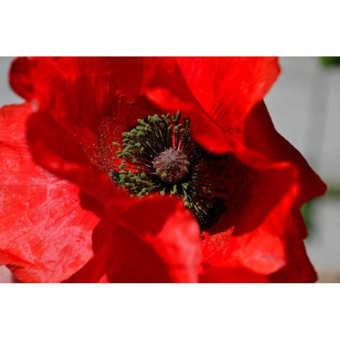 Red Poppy I White Modern Wood Framed Art Print by Moore, Brian